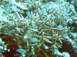 Fische in Koralle