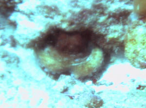 Ein Oktopus versteckt sich unter einem Felsen