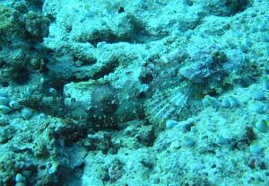 Schwer zu entdecken - der Scorpionfish