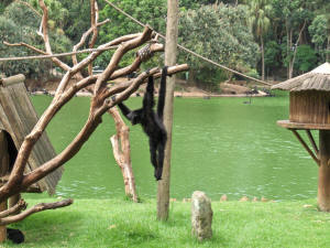 Makaken im Zoo von Sao Paulo