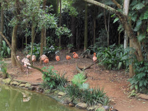 Pelikane im Zoo von Sao Paulo